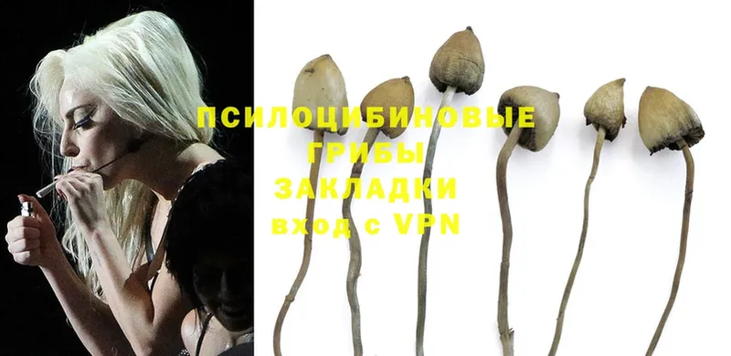 дарк нет телеграм  Бугуруслан  Галлюциногенные грибы Psilocybe 